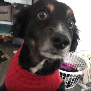 Meet your Posher, Daniela